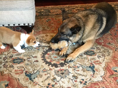 Frankie - Corgi Owner: Louvring in Little Rock, Arkansas Frankie - Corgi Owner: Louvring in Little Rock, Arkansas